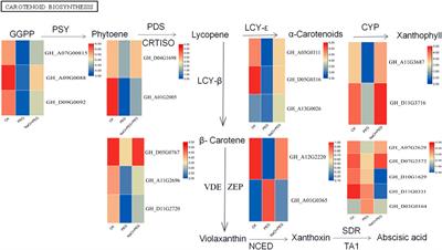 Pretreatment of NaCl enhances the drought resistance of cotton by regulating the biosynthesis of carotenoids and abscisic acid
